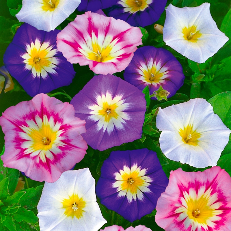 Descubra 100 kuva 100 kuva belle de jour fleur vivace - Thptnganamst.edu.vn