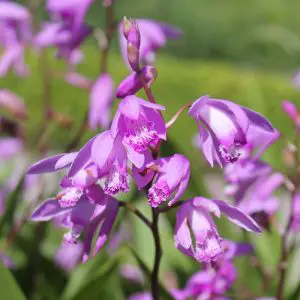 Bletia Striata hyacinthina