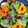 Bourrache Officinale preseme bio
