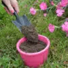 Bourrache Officinale preseme bio