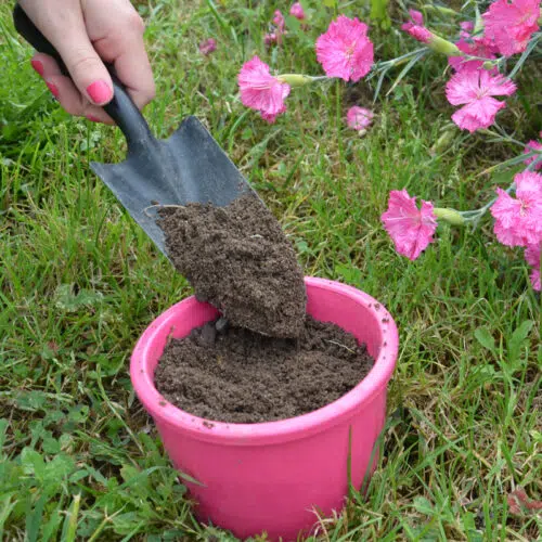 Bourrache Officinale preseme bio