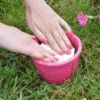 Bourrache Officinale preseme bio