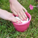 Bourrache Officinale preseme bio