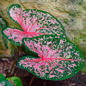 Caladium Pink Cloud