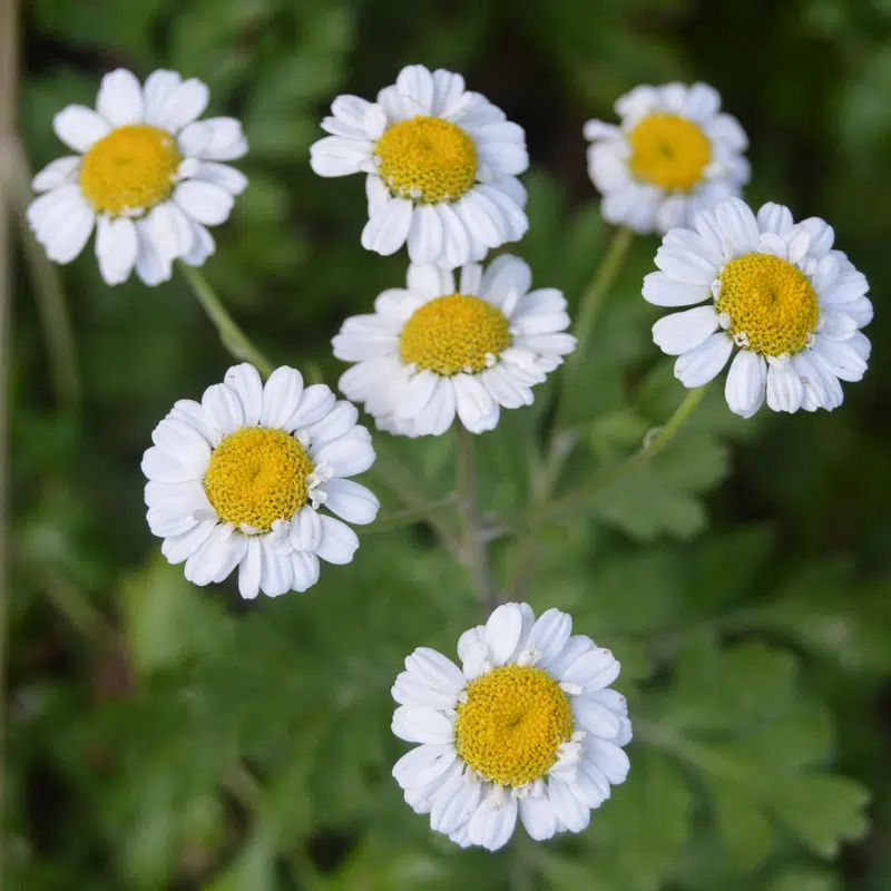 Camomille : plantation et récolte