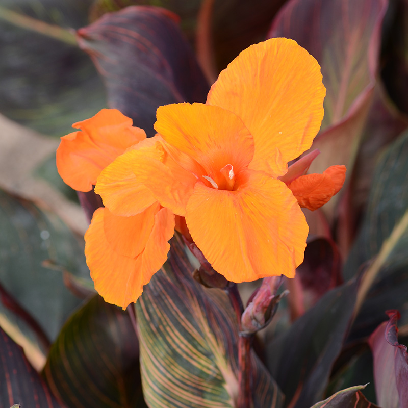 Canna Andaloucia à Feuillage Panaché
