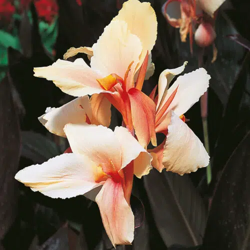 Canna Angèle Martin à Feuillage Pourpre