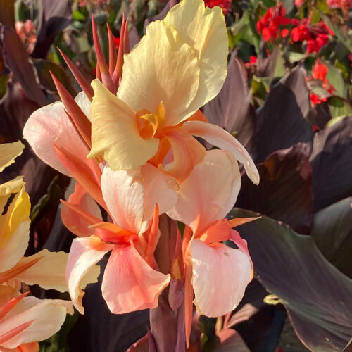 Canna Angèle Martin à Feuillage Pourpre