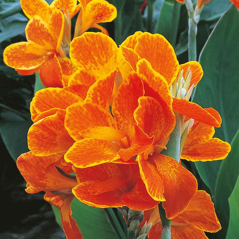 Canna Carnaval à Feuillage Vert
