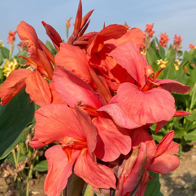 Canna Extase à Feuillage Vert
