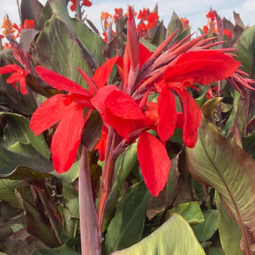 Canna Feu Magique à Feuillage Pourpre