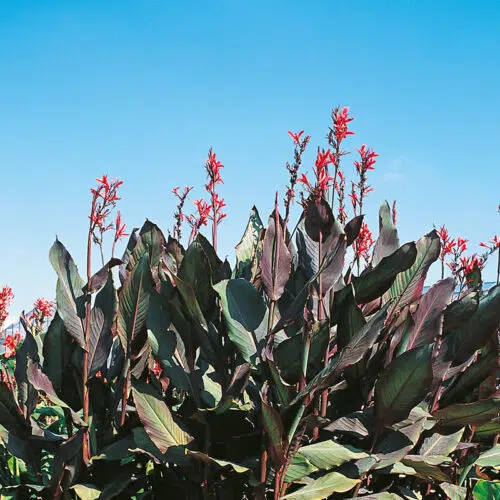 Canna Géant Ibis à Feuillage Pourpre