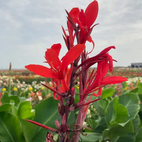 Canna Géant Marabout à Feuillage Vert