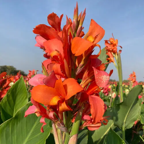 Canna Indiana à Feuillage Vert