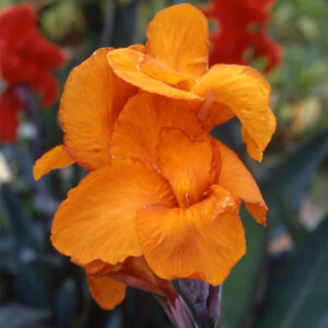 Canna Liberté à Feuillage Pourpre