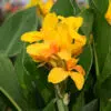 Canna Nain Caballero