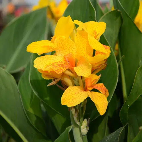 Canna Nain Caballero