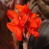 Canna Nain Corail
