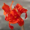 Canna Nain Corail