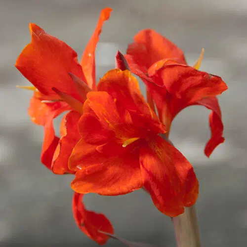 Canna Nain Corail