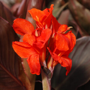 Canna Nain Corail