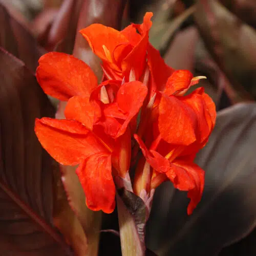 Canna Nain Corail