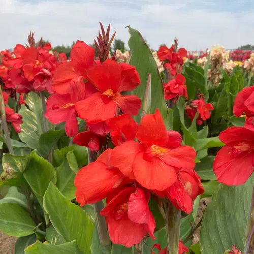 Canna Nain Flamenco