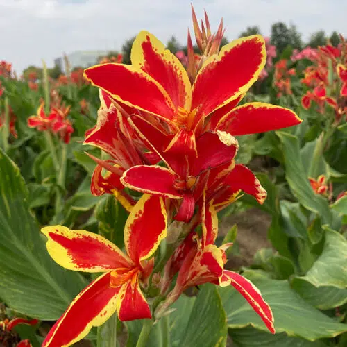 Canna Nain Lucifer