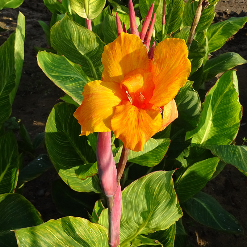 Canna Panach' à Feuillage Panaché