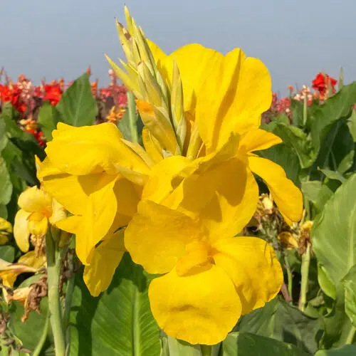 Canna Panama à Feuillage Vert