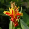 Canna Reine Charlotte à feuillage vert