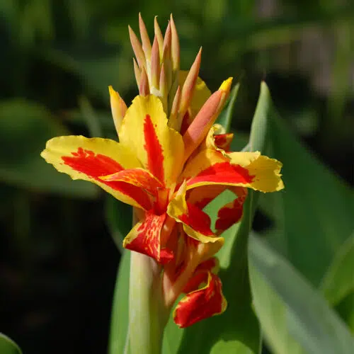 Canna Reine Charlotte à feuillage vert