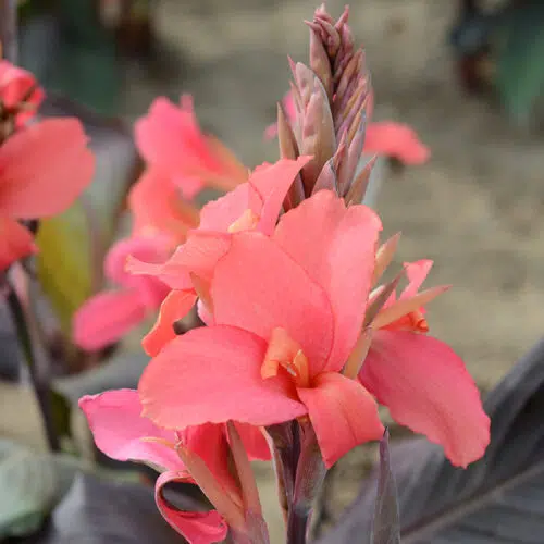 Canna Saladin à Feuillage Pourpre