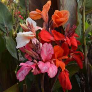 Cannas hauts variés à feuillage pourpre