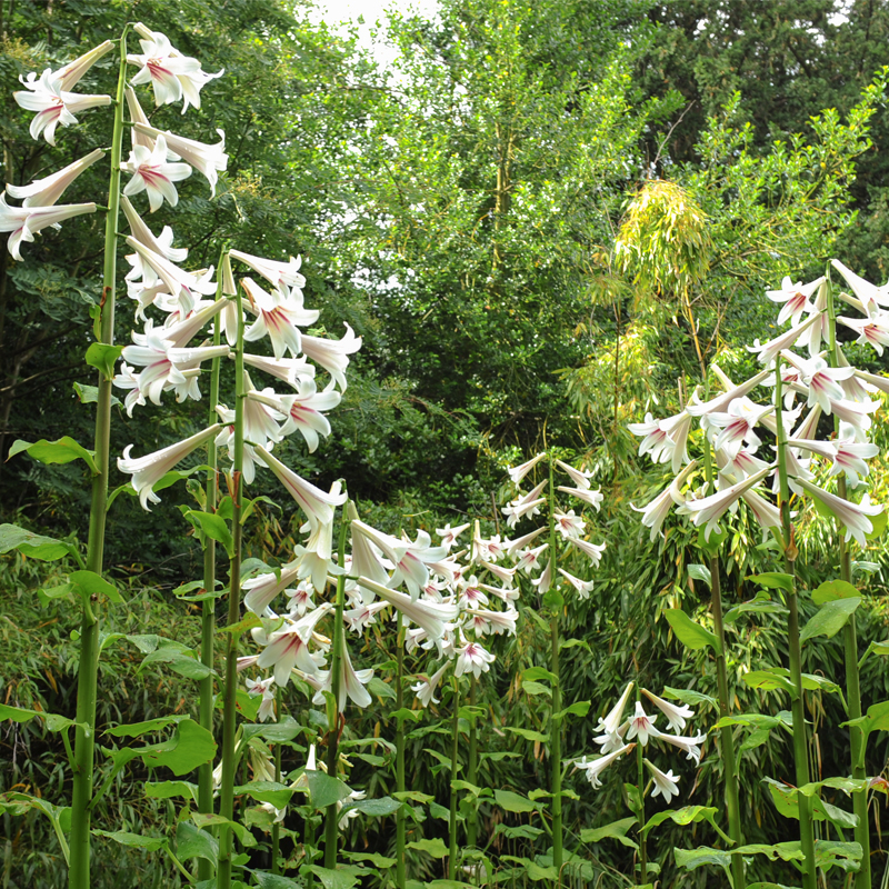 Cardiocrinum giganteum