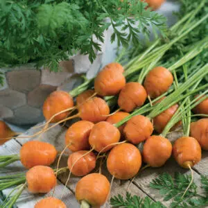 Graines Potagères de Carotte Mercado de Paris 3 - Plantes potagères