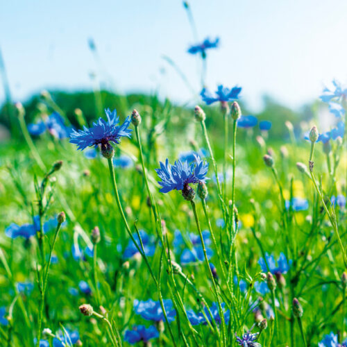 Centaurée barbeau bleuet bio