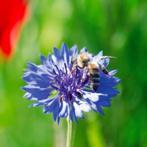 Centaurée barbeau bleuet bio