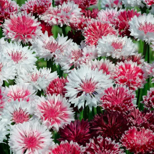 Centaurée Barbeau mix rose