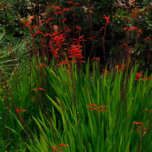 Chasmanthe Floribunda