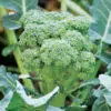 Chou brocoli Calabrese Natalino présemé bio