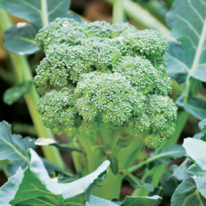 Chou brocoli Calabrese Natalino présemé bio