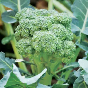 Chou brocoli Calabrese Natalino présemé bio