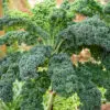Chou Kale Halbhoher Grüner Krauser bio