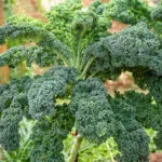 Chou Kale Halbhoher Grüner Krauser bio