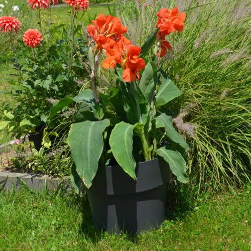 Cocoripot ardoise
