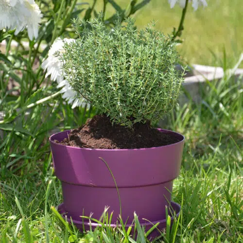 Cocoripot aubergine