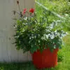 Cocoripot coquelicot