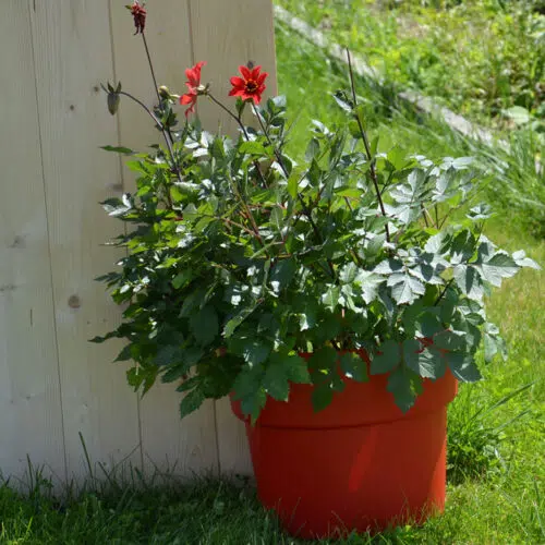 Cocoripot coquelicot