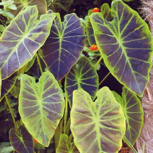 Colocasia antiquorum Illustris